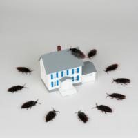 Armor Pest Protection, Inc Logo