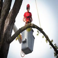 Saint Anne Tree Service Logo