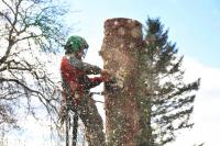 Tree Service White Plains Logo