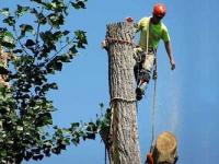 Integrity Tree service & Landscaping Expert logo