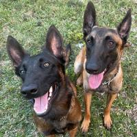 Top Tier K9 - Bradenton Logo
