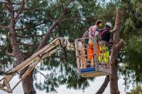Danville Tree Service Logo