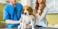 Animal Medical Center Logo