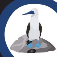 Bird Rock Construction Logo