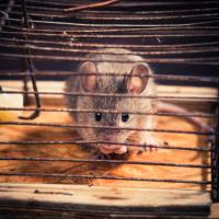 Express Pest Management Inc. Logo