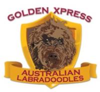 Golden Xpress Labradoodles Logo