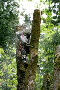 Simpsons Tree Service Logo