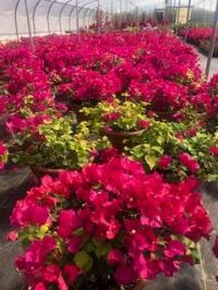 Casa Verde Farms, Inc. Logo