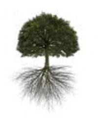 Anchorage RNC Tree Service Logo