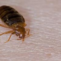 Monmouth Termite & Pest Control Logo