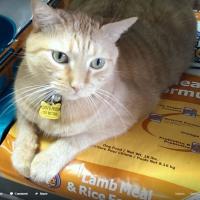 Orvee's Pet Centers & Dog Grooming Logo