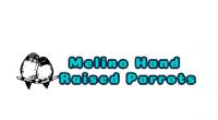 Melino Hand Raised Parrots Logo