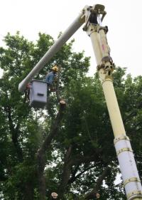 Designer Tree Service & Landscape Logo