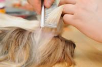 Mr Dog Hair Logo
