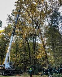 Daniel's Tree Service Logo