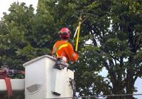 St. Louis Park Tree Service Logo