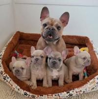 Ari French Bulldogs Home Logo