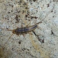 Quick Strike Pest Control Logo