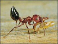 Pest Control of Virginia Beach Logo