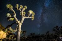 Stargazing Joshua Tree Logo