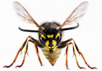 Bi-Bugs Pest Control Cheswold logo