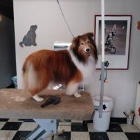 Doggie Designs Logo