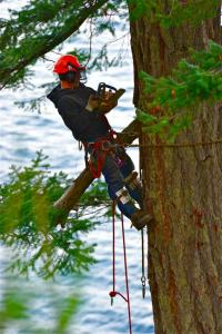O.D. Tree Removal Services Logo