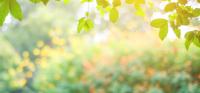Dailey Tree Care Logo
