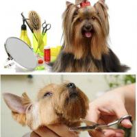 Creative Grooming Mobil Pet Service in Bay Shore Logo