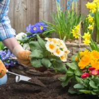 D&D Landscape & Sprinkler Services Inc. Logo