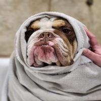 Pawsh Pet Salon & Spa Logo