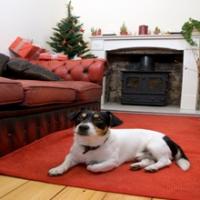 OtterTail Pet Resort Logo