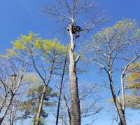 Florence Tree Removal Logo