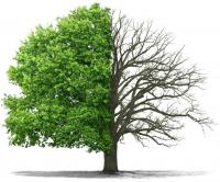IA Tree Services Logo
