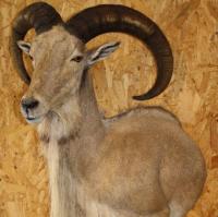 Creative Critters Taxidermy Logo