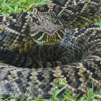 Critter Control of Southwest Florida Logo