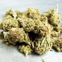 Hemp Cannabis Dispensary   Logo