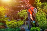 Big Fish and Little Fish Lawn Care Logo