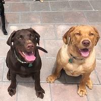 Bed & Biscuit Pet Inn and Salon Logo