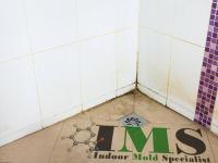 Indoor Mold Specialists Logo