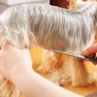 Rover Makeover Grooming Logo