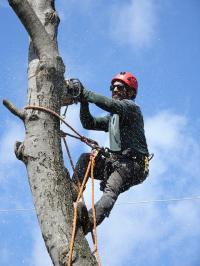 Aurora Tree Service Logo