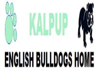 Kalpup English Bulldogs Home Logo