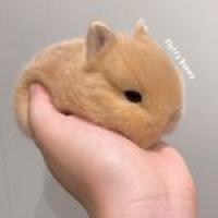 Pets Fluffy Bunny Rabbitry Logo
