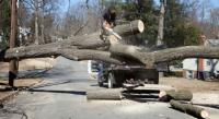 JP Tree Care LLC Logo