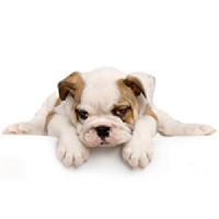 Pet Supplies Plus - Somersworth Logo