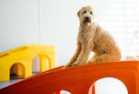 Dogtopia of Manassas Logo