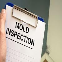 Nutmeg Mold Inspection logo
