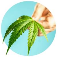 Hakunah Matata Compassionate Care Logo