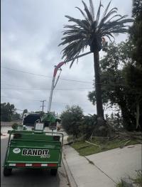 Arce's Tree Service National City Logo
